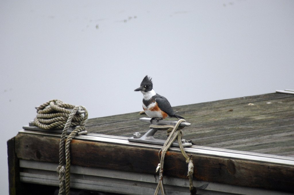 Kingfisher, Belted, 2006-12265348 Flint Pond, MA.JPG - Belted Kingfisher, Flint Pond, MA, 12-26-2006